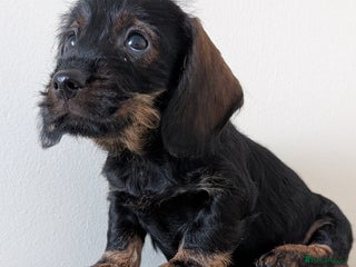 Dachshund dogs Teckel Pups - Advert 1