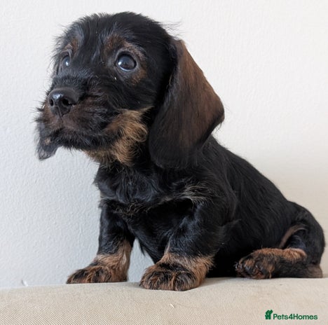 Dachshund dogs Teckel Pups - Advert 3