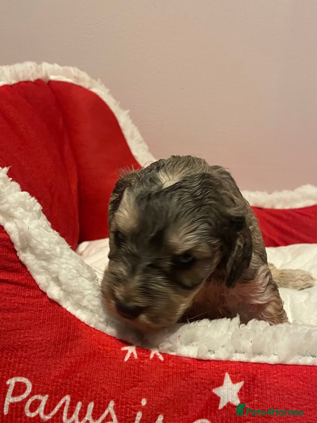 Cockapoo dogs for sale: 8 gorgeous F1 Cockapoos - Advert 11