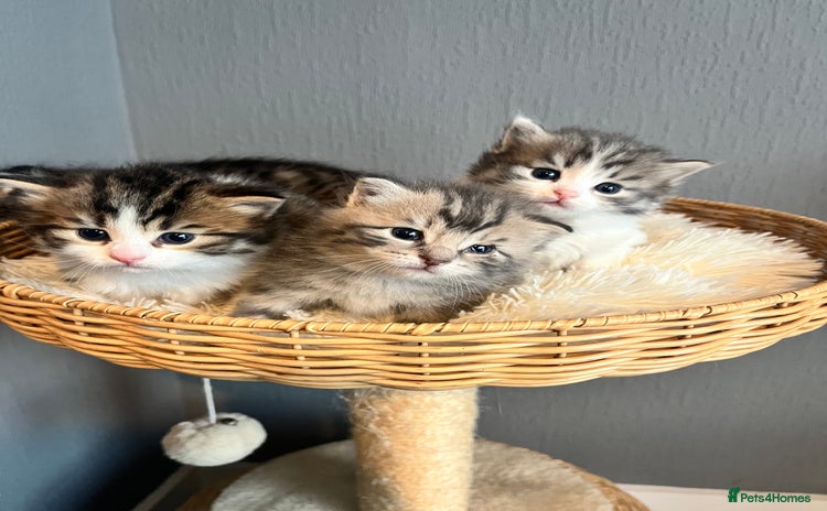 Siberian cats - Advert 2