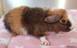 Guinea Pig rodents for sale: Teddy babies  - Image 6