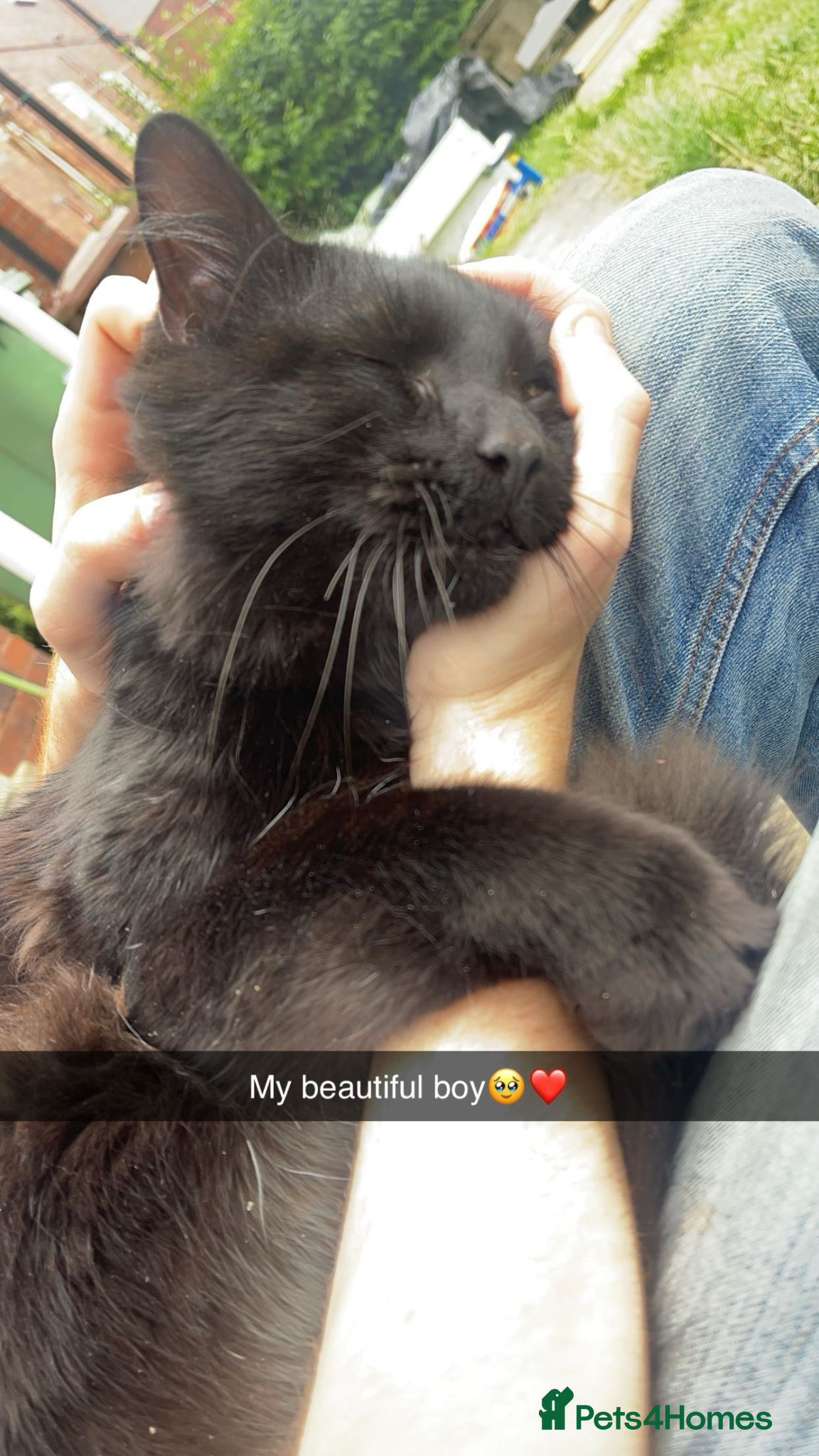 Mixed Breed cats Coco is looking for his forever home - Advert 1