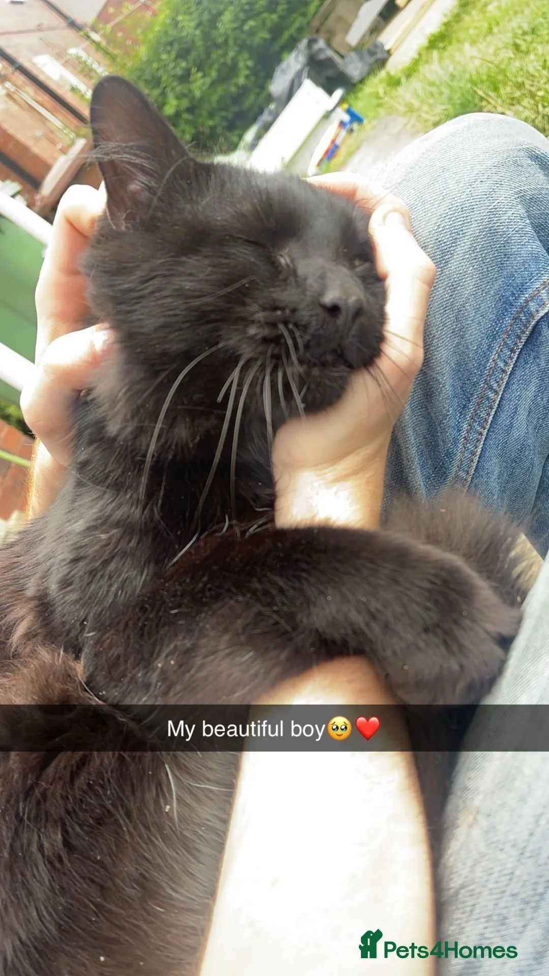 Mixed Breed cats for sale: Coco is looking for his forever home - Advert 1