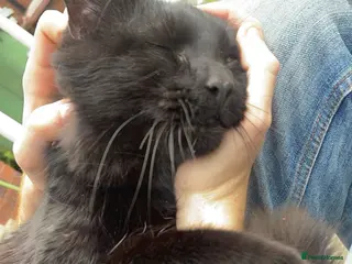 Mixed Breed cats Coco is looking for his forever home - Advert 1