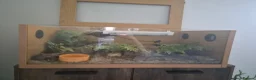 Leopard Gecko reptiles for sale: Leopard Gecko - ready to go - Advert 1