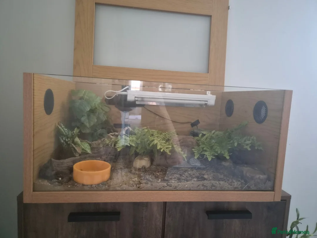 Leopard Gecko reptiles for sale: Leopard Gecko - ready to go - Advert 1