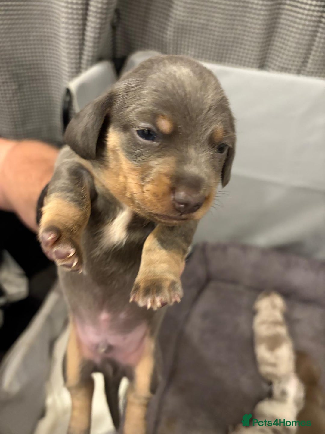 Miniature Dachshund dogs for sale: Beautiful Miniature dachshund pups  - Advert 20