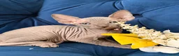 Sphynx cats for sale: 3 stunning kittens available! - Advert 28