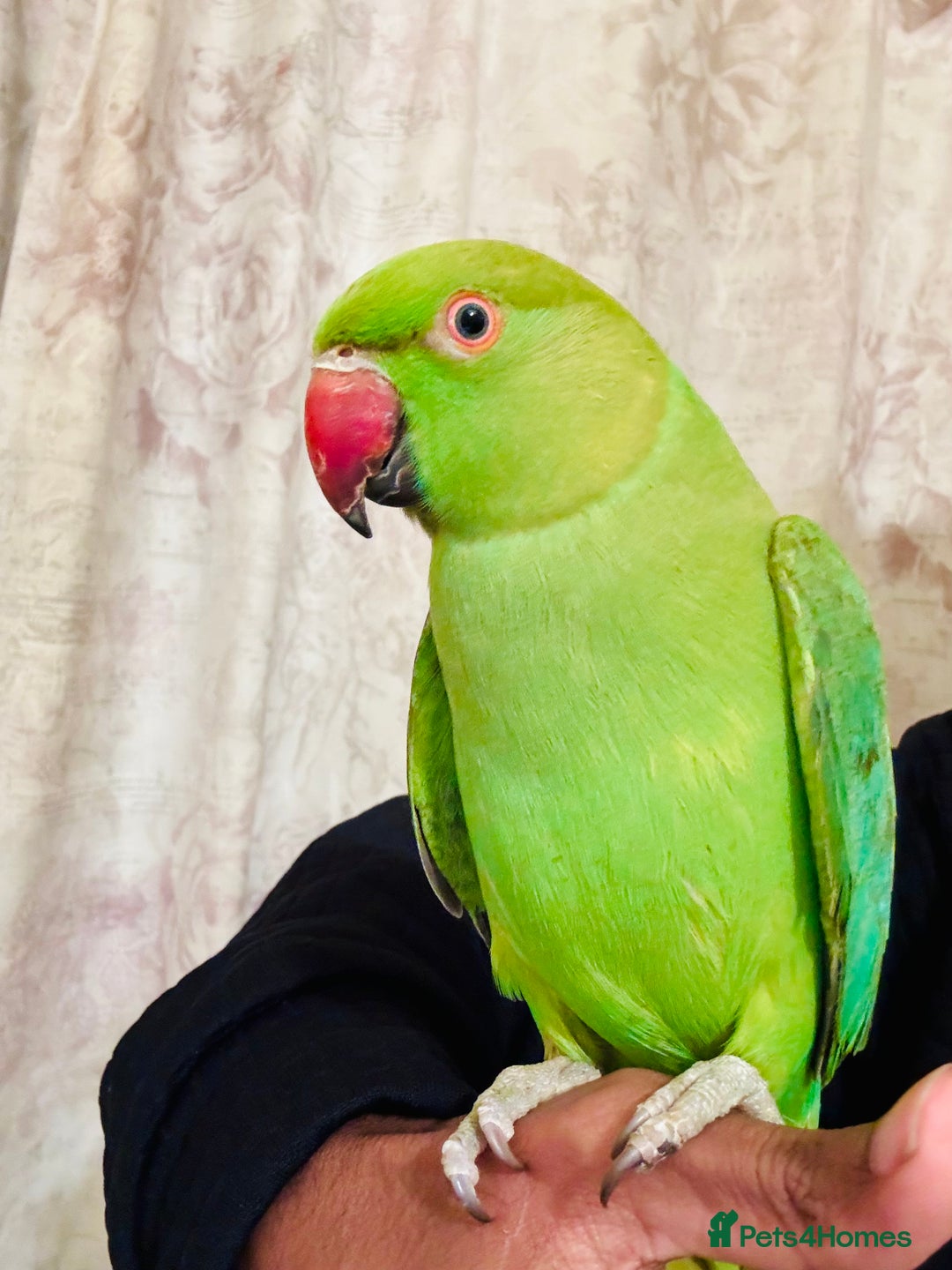 Ringnecks birds for sale: Hand Tamed/Untame Gorgeous Ringneck for Sale - Advert 3