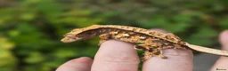 Gecko reptiles for sale: Various crested geckos - Advert 23