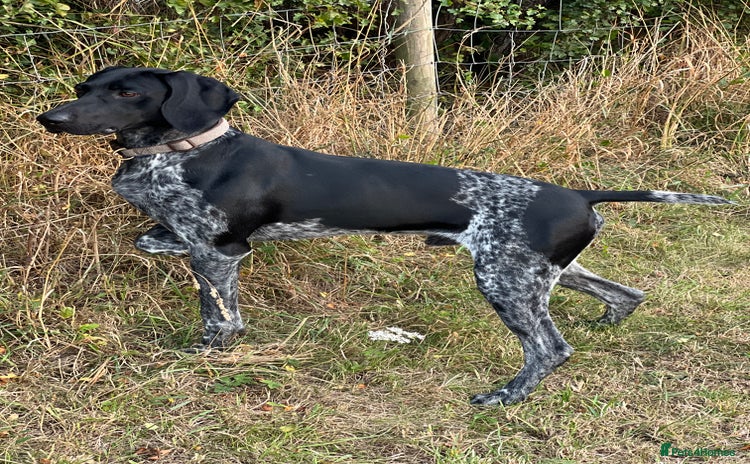 German Shorthaired Pointer dogs in Bridlington - Advert 4