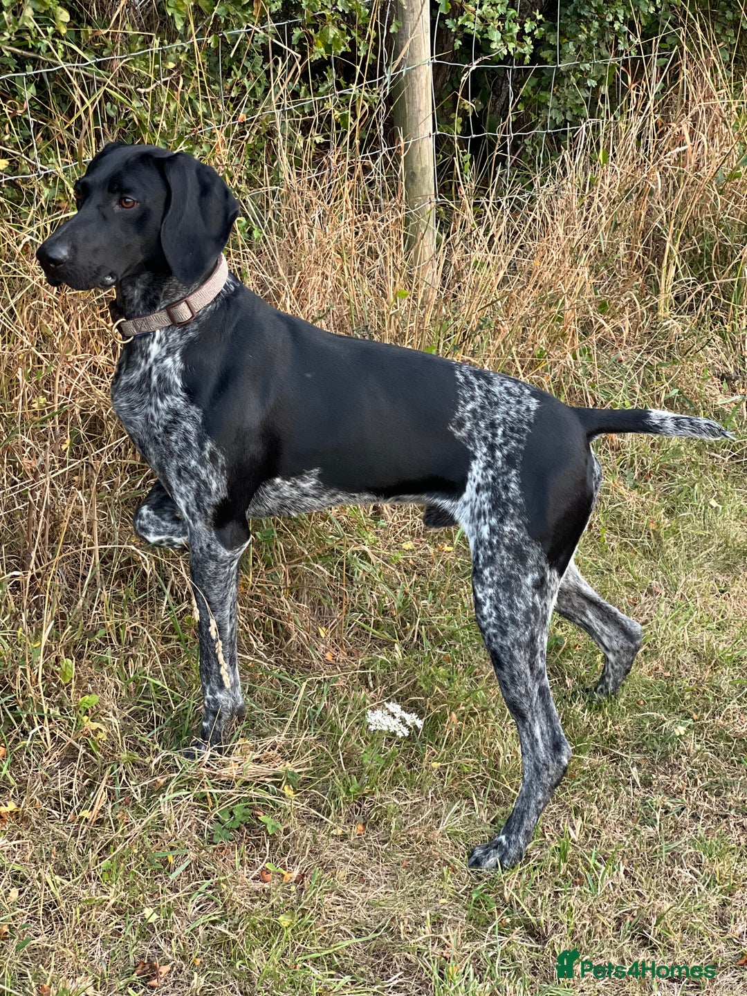 German Shorthaired Pointer dogs for stud: KC Reg German Shorthair Pointer for Stud in Bridlington - Image 1