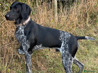 German Shorthaired Pointer dogs in Bridlington - Advert 26