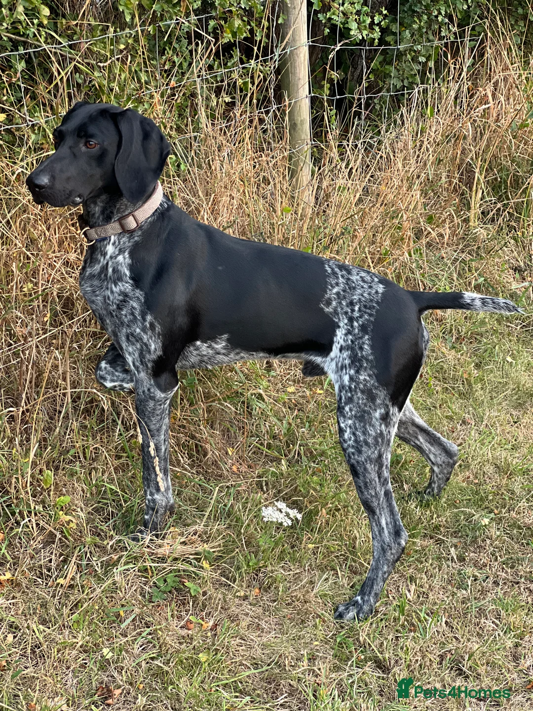 German Shorthaired Pointer dogs for stud: KC Reg German Shorthair Pointer for Stud in Bridlington - Advert 1