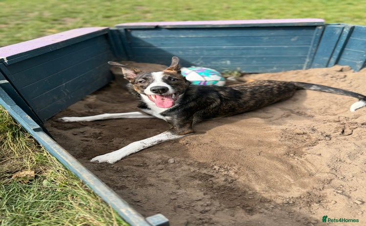 Border Collie dogs - Advert 10