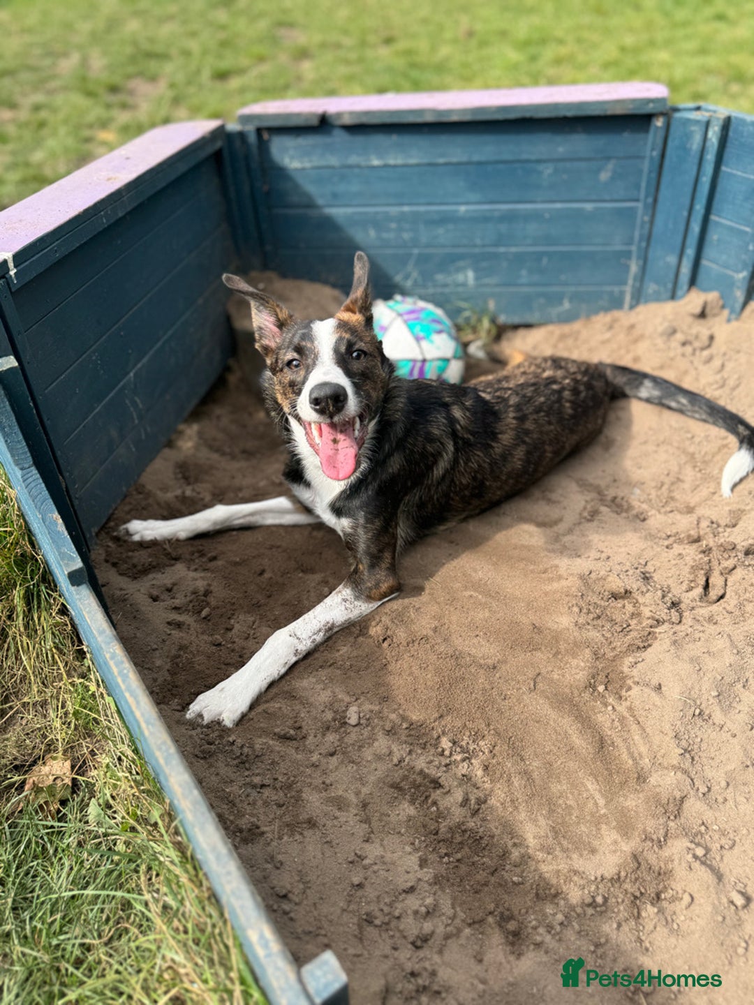 Border Collie dogs for sale: Border Collie  - Image 1