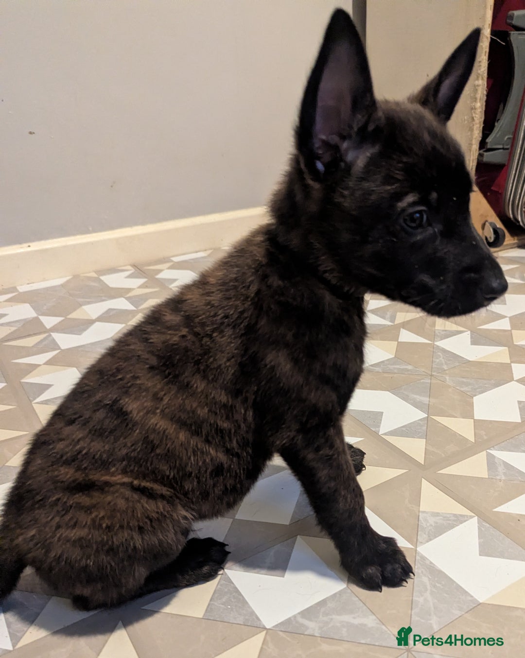 Belgian Shepherd Dog dogs for sale: READY TO GO Mother is Dutch Herder x Malinois  - Advert 22