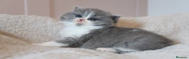 British Longhair Kitten 2