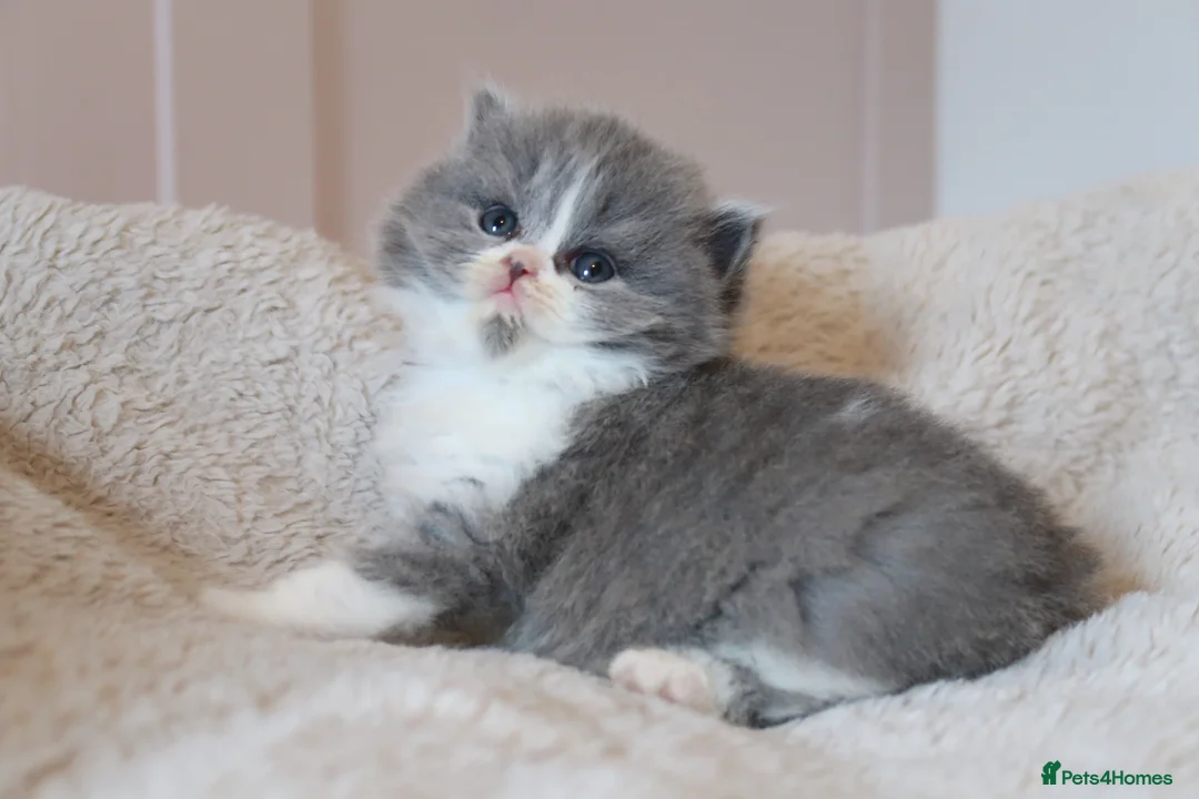 British Longhair cats for sale: PEDIGREE British Longhair kittens - Advert 2