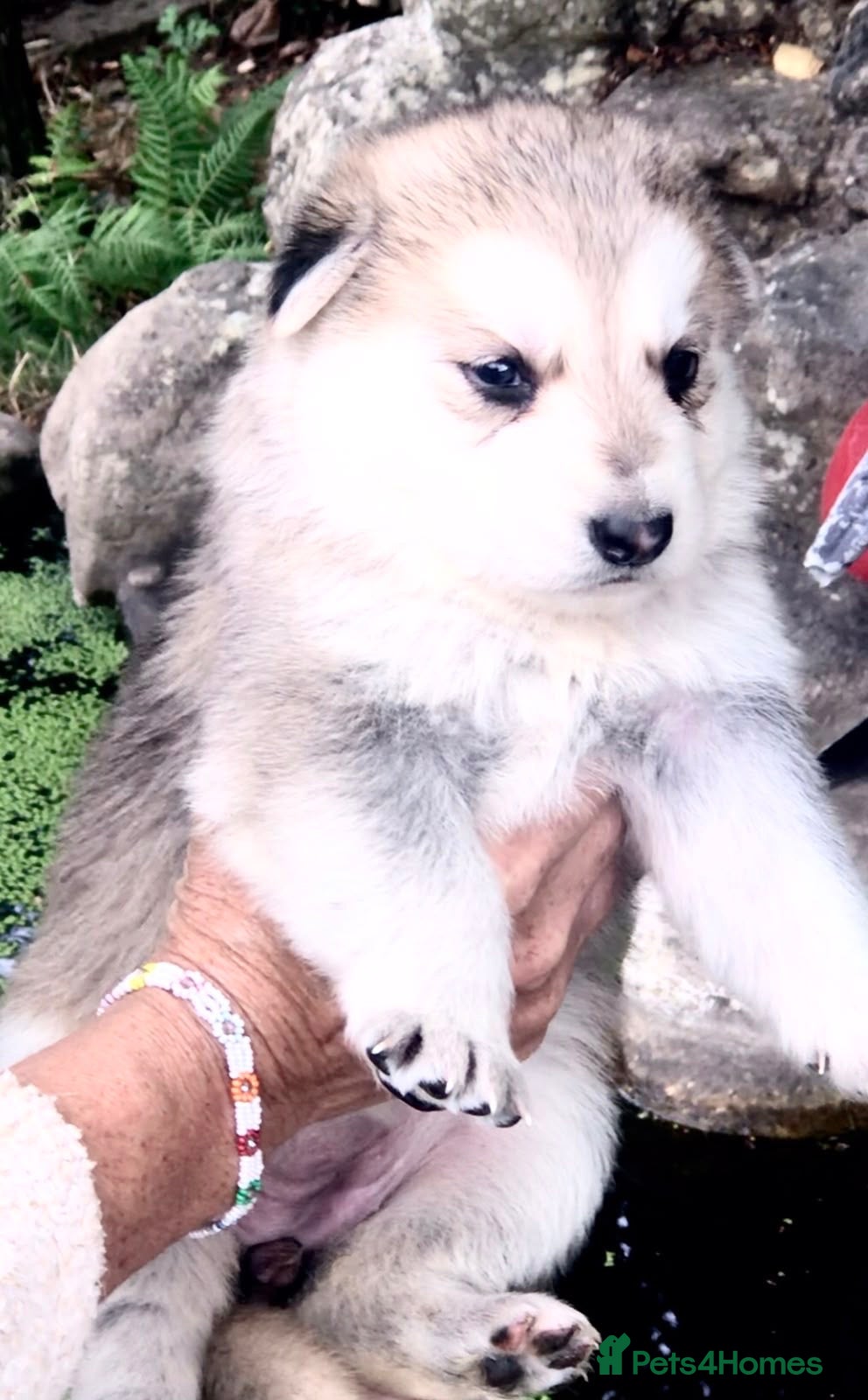 German Shepherd dogs Strong beautiful playful puppies  - Advert 1