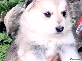 German Shepherd dogs Strong beautiful playful puppies - Advert 4