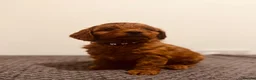 Cavapoo dogs for sale: Darling Cavapoos  - Advert 5