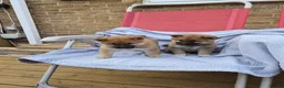 Japanese Shiba Inu dogs for sale: Last Lovely Shiba Inu Puppy, Ready for home now! - Advert 13