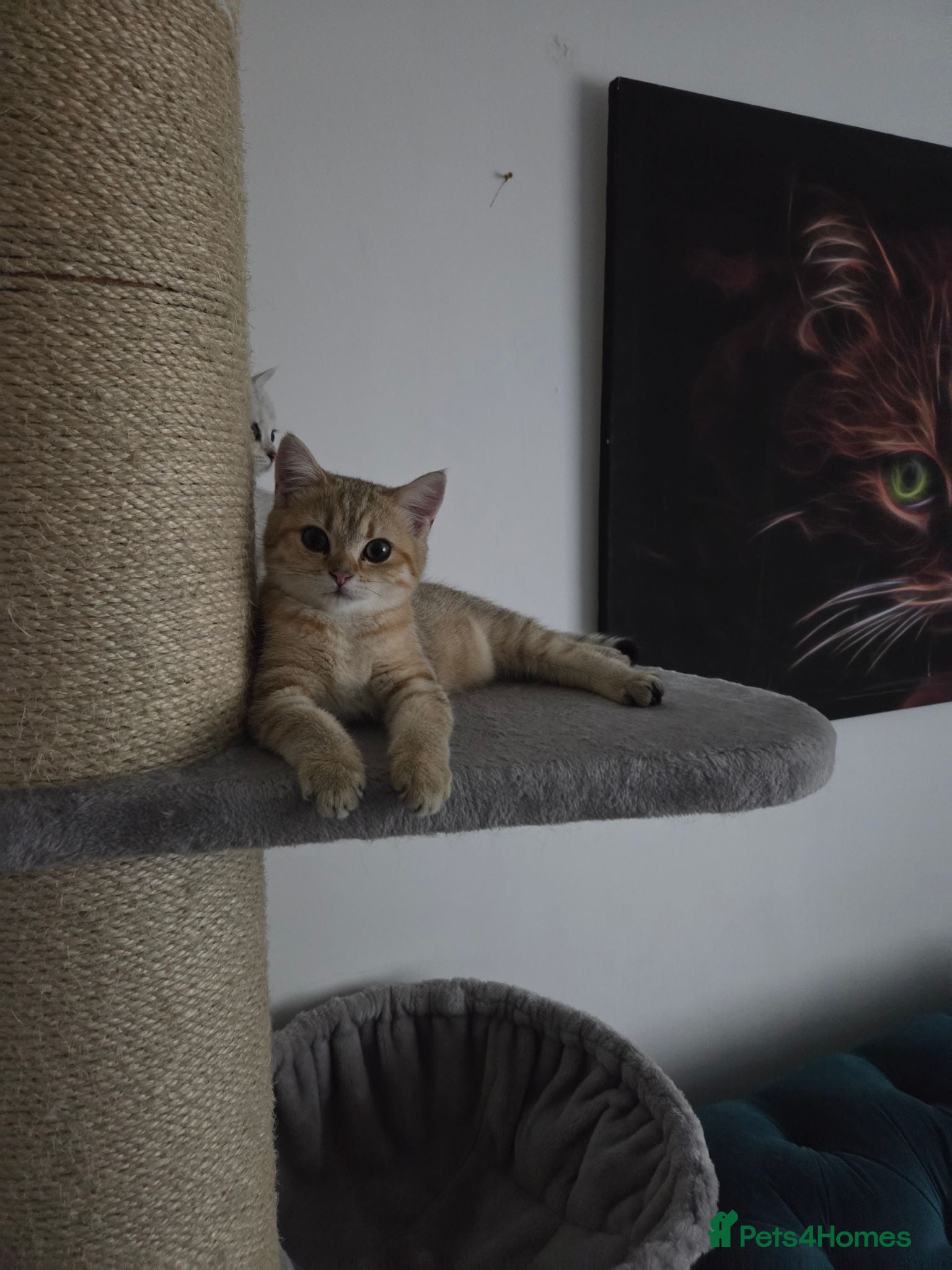 British Shorthair cats 🐱 British Shorthair Kittens for Sale 🐱 - Advert 1