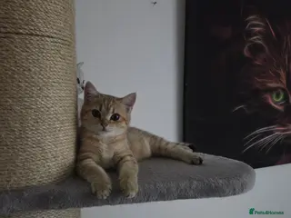 British Shorthair cats 🐱 British Shorthair Kittens for Sale 🐱 - Advert 1