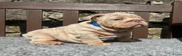 English Bulldog dogs for sale: Beautiful English bulldog puppies - Advert 16