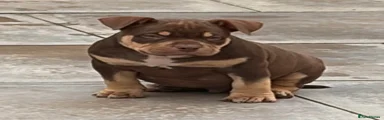 American Bully 3