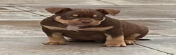 American Bully dogs for sale: READY NOW American Bullys  - Advert 11