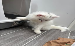 Persian cats for sale: Persian kittens for sale - Image 6