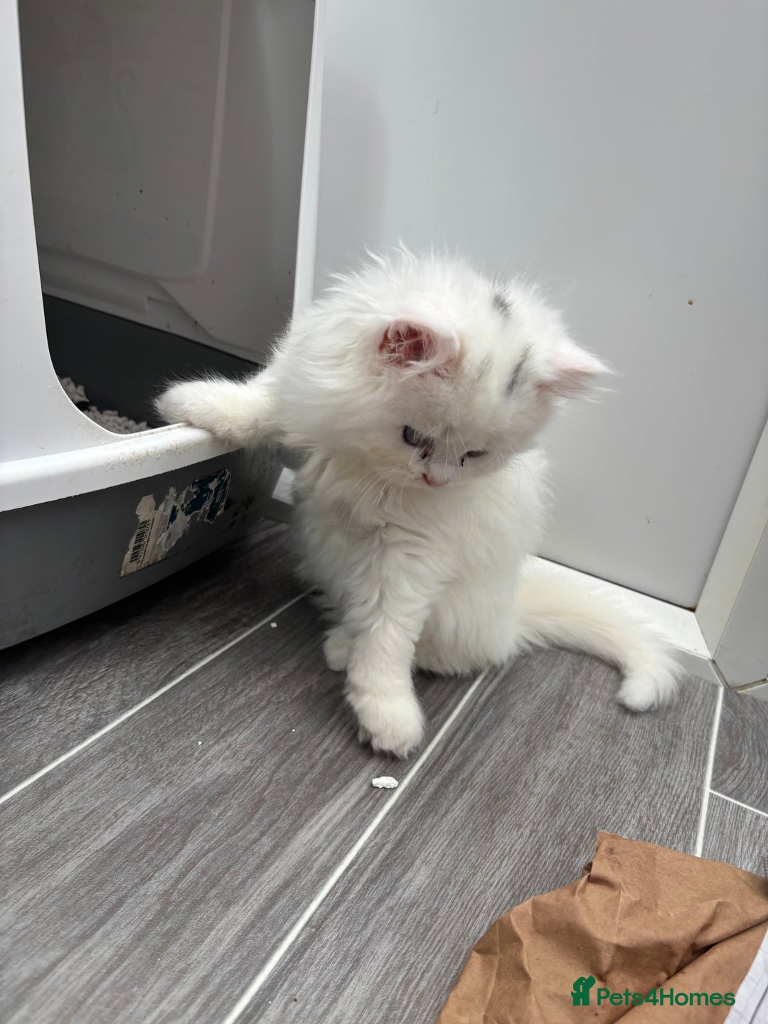 Persian cats for sale: Persian kittens for sale - Image 6