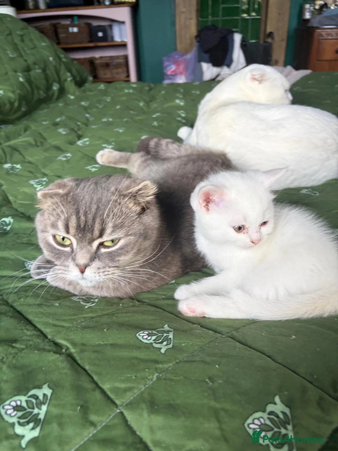 Scottish Fold cats for sale: Beautiful friendly kittens. - Advert 1