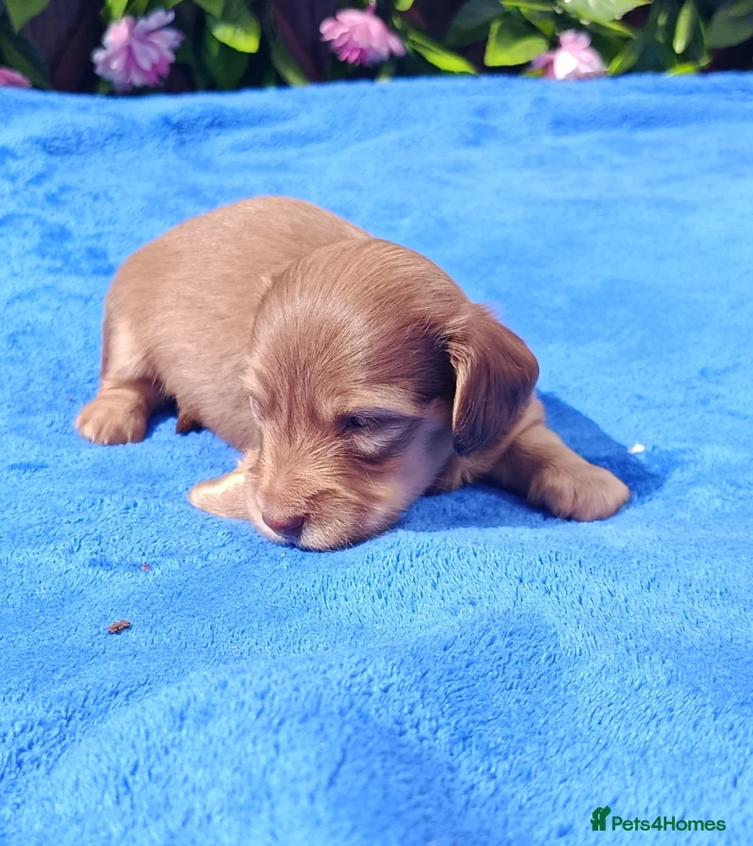 Miniature Dachshund dogs for sale: READY NOW LH SHADED CREAM MINI KC REG PRA CLEAR - Advert 19