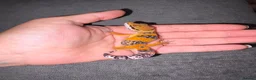 Leopard Gecko reptiles for sale: Leopard Geckos  - Advert 12