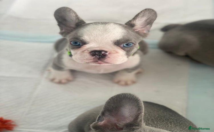 French Bulldog dogs - Advert 14