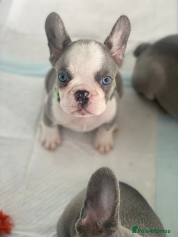 French Bulldog dogs - Advert 2