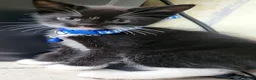 Mixed Breed cats for sale: Kittens  - Advert 4