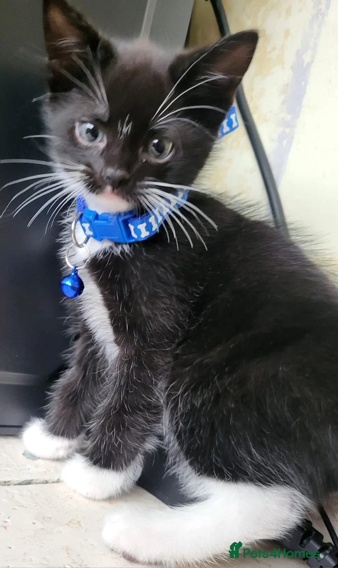 Mixed Breed cats for sale:  Kittens 2 males  - Advert 5
