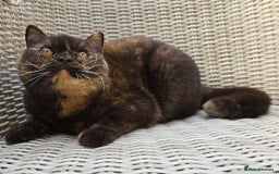British Shorthair cats for sale: Stunning British Shorthair Kittens  - Image 14