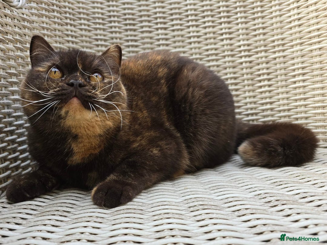 British Shorthair cats for sale: Stunning British Shorthair Kittens  - Image 14