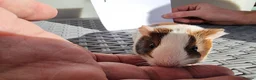 Guinea Pig rodents for sale: Baby Guinea Pigs  in Usk - Advert 26