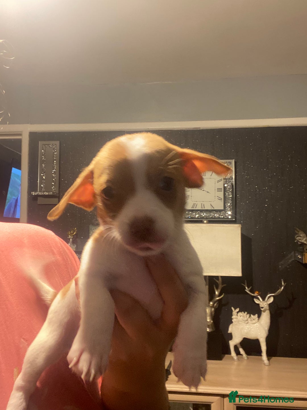 Mixed Breed dogs for sale: Jack Russell x chiweenie READY 16TH NOVEMBER £550 - Advert 4