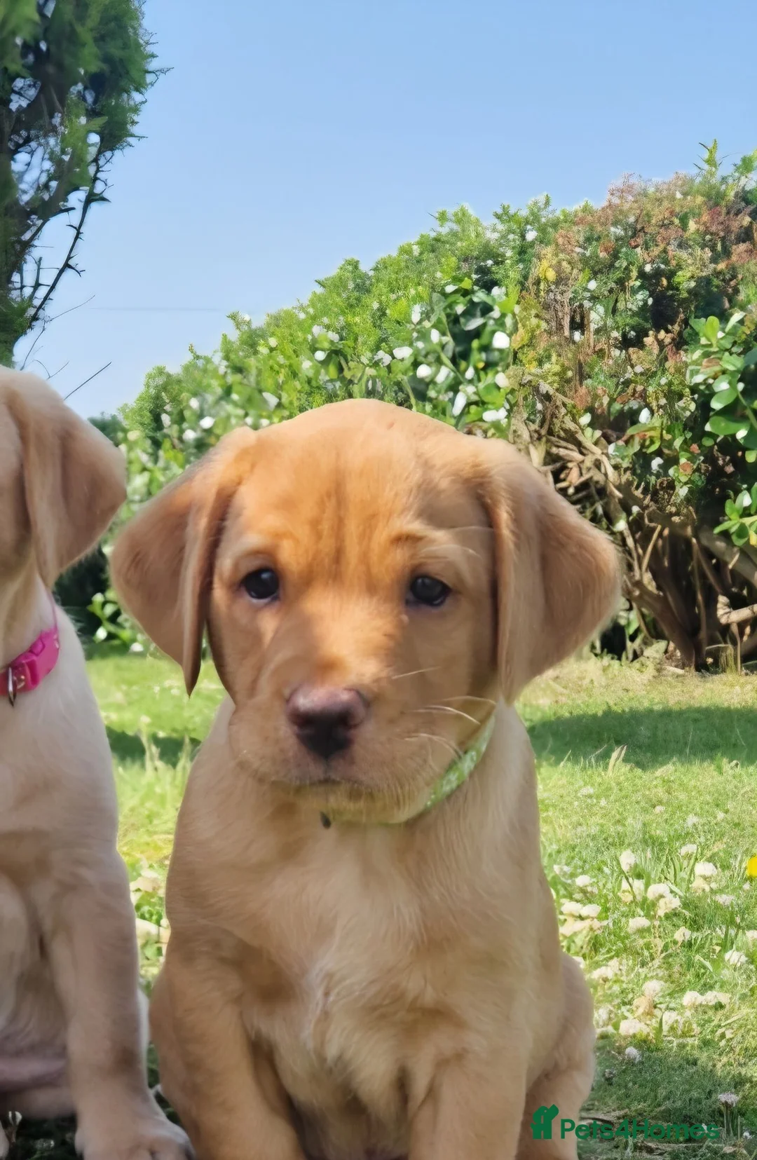 Labrador Retriever dogs for sale:  Fox Red Labrador Puppies, 3 Boys Available in Pwllheli - Advert 5