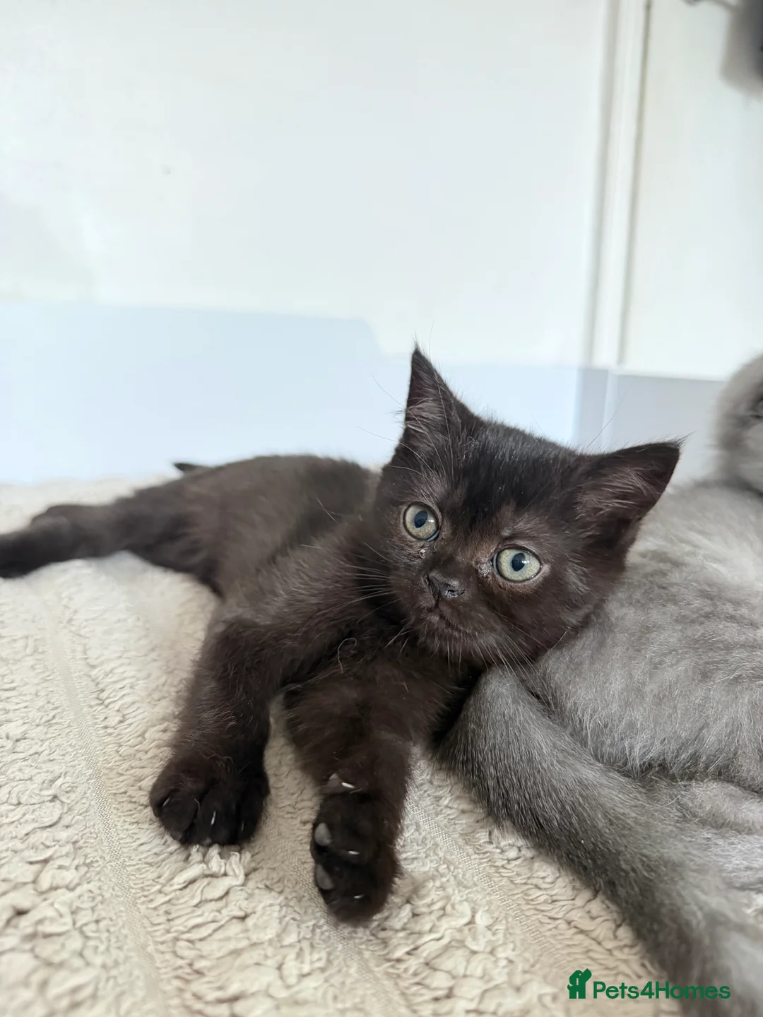 Scottish Fold cats for sale: Scottish Folds  - Advert 2