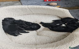 Shih Tzu dogs for stud: KC registered proven imperial Shih Tzu for stud  in Leicester - Image 9