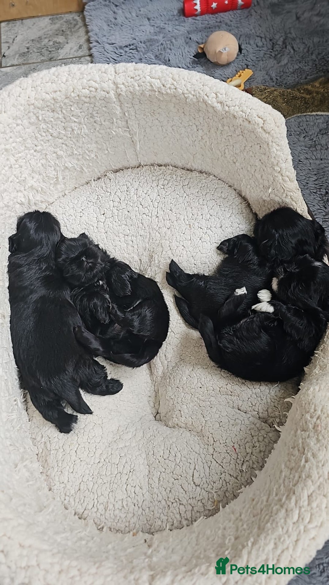Shih Tzu dogs for stud: KC registered proven imperial Shih Tzu for stud  in Leicester - Image 9