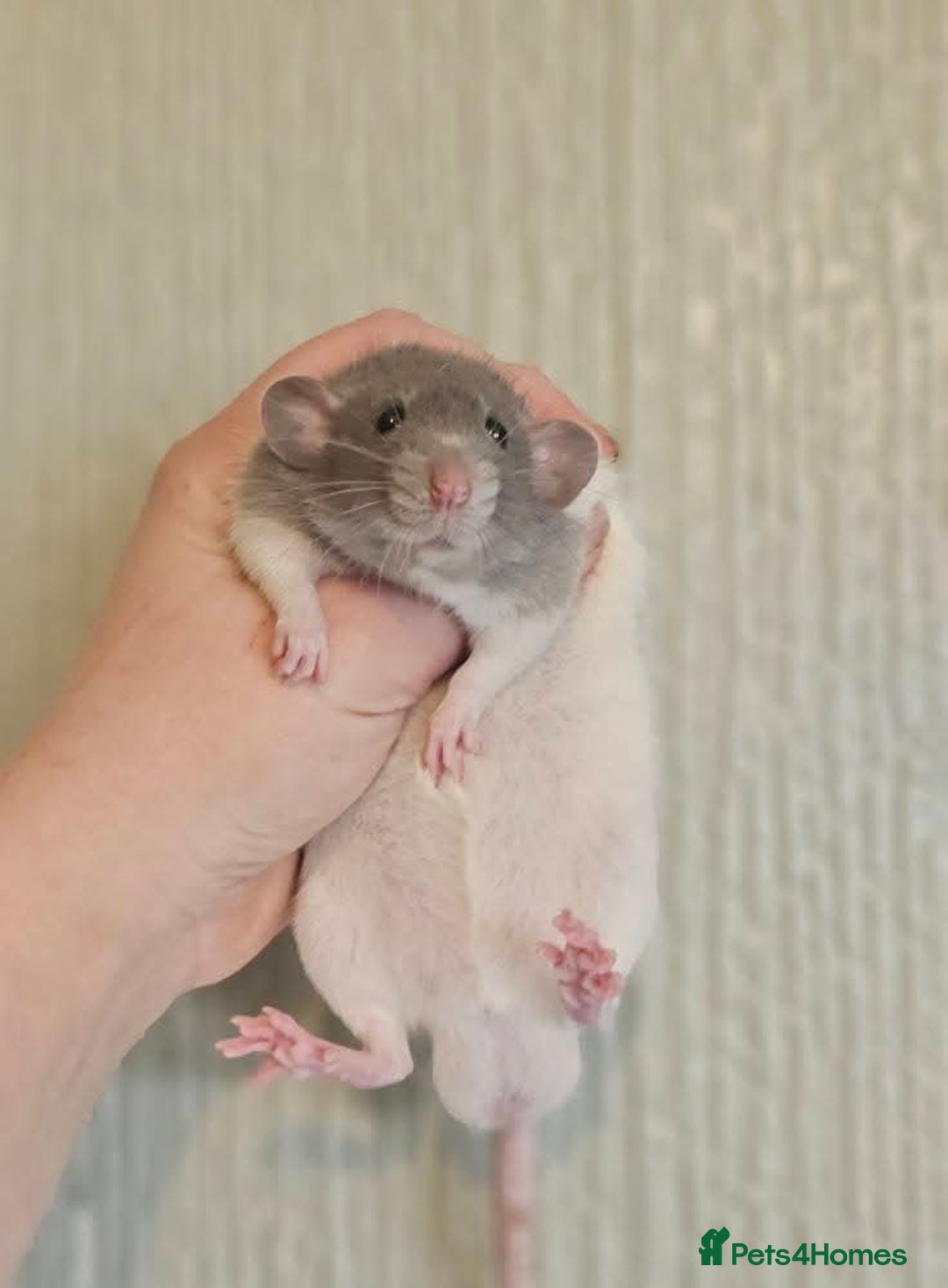 Rat rodents for sale: Deansfield Rattery - Rex, Dumbo, Double Rex - Advert 5